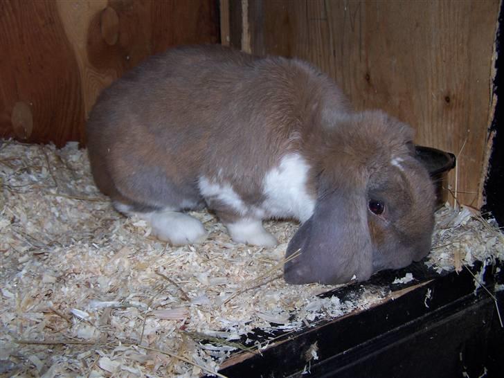 Kanin *Zeus* R.I.P billede 1
