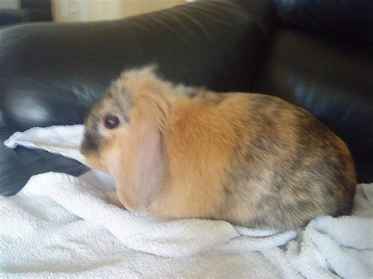 Kanin Kejser R.I.P. billede 6