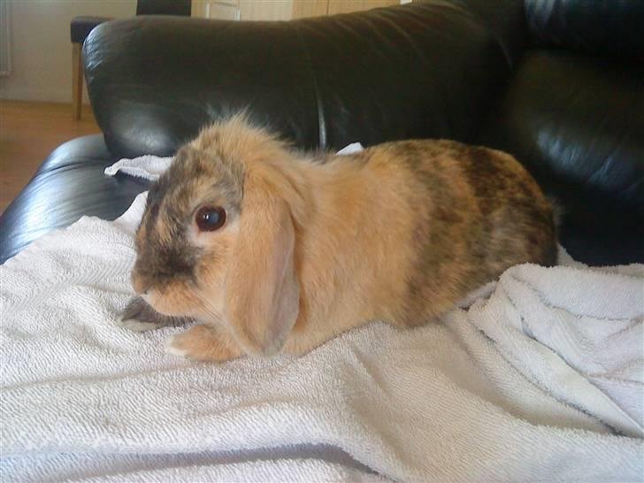 Kanin Kejser R.I.P. billede 7