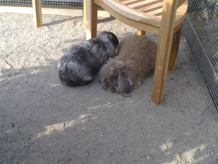 Kanin *Zeus* R.I.P billede 2