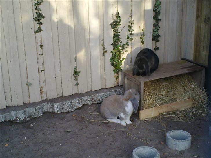 Kanin *Zeus* R.I.P billede 3