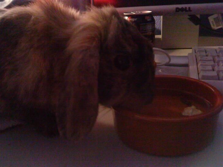 Kanin Kejser R.I.P. billede 9