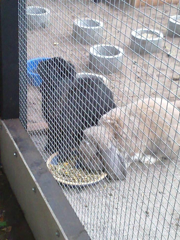 Kanin *Zeus* R.I.P billede 4