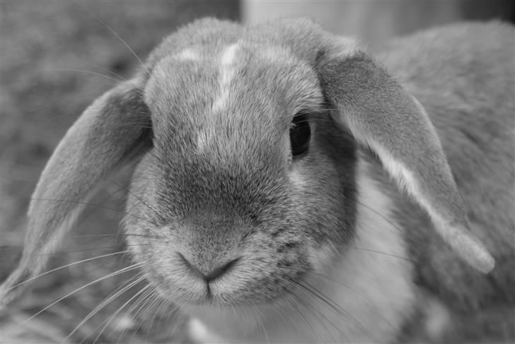 Kanin | Ziggy's Ronja R.I.P. - Hej! Det er så mig, der er Ronja, velkommen til min profil :) billede 1