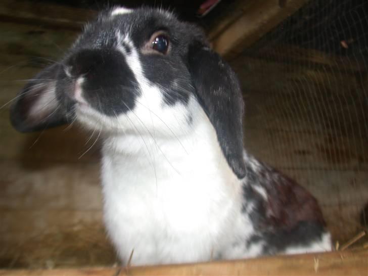 Kanin DV- Kashmir (STAMPE) - Min smukke drømme fyr <3 billede 4