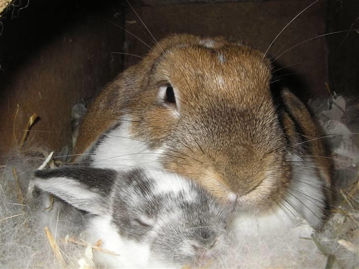 Kanin | Ziggy's Ronja R.I.P. - Ronja med unge fra hendes første kuld :) billede 2