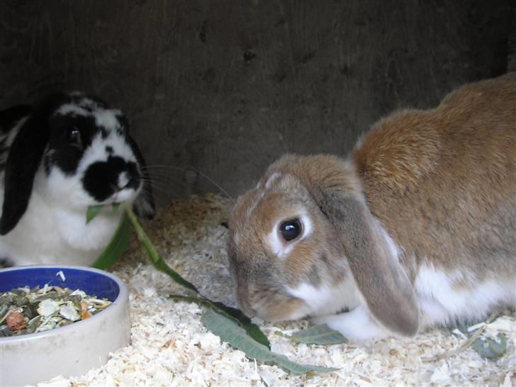 Kanin | Ziggy's Ronja R.I.P. - Claopatra og Ronja. billede 3