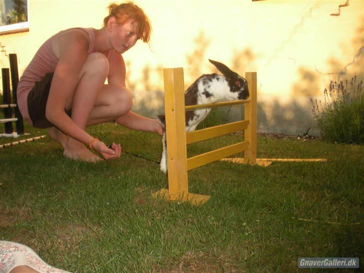 Kanin DV- Kashmir (STAMPE) - :D billede 5