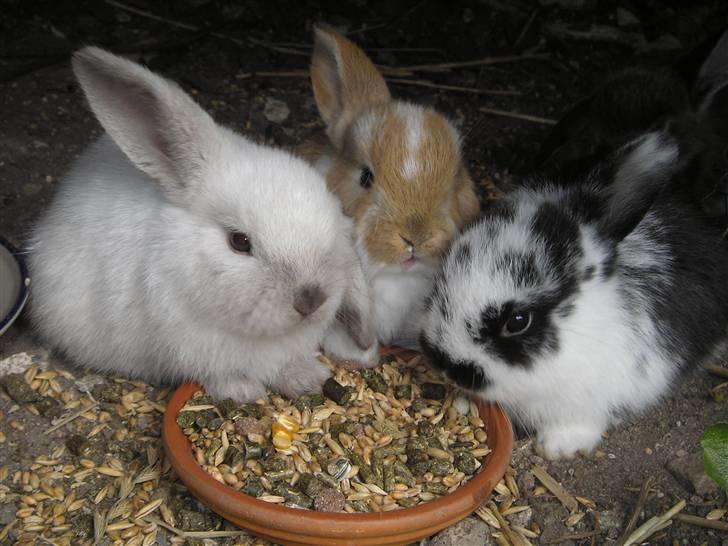 Kanin | Ziggy's Ronja R.I.P. - Ronja og Cleopatra som små <3 Ronja i midten og Cleopatra i højre side af billedet. billede 4