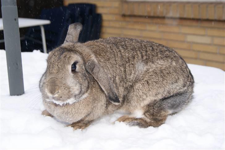 Kanin Ninus - Smukke i sne´en  billede 6