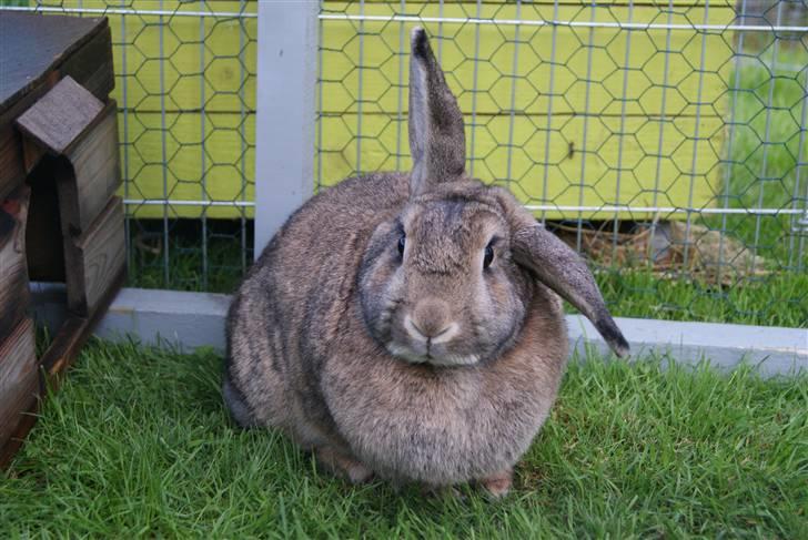Kanin Ninus - Lidt forvirret? ;) billede 7