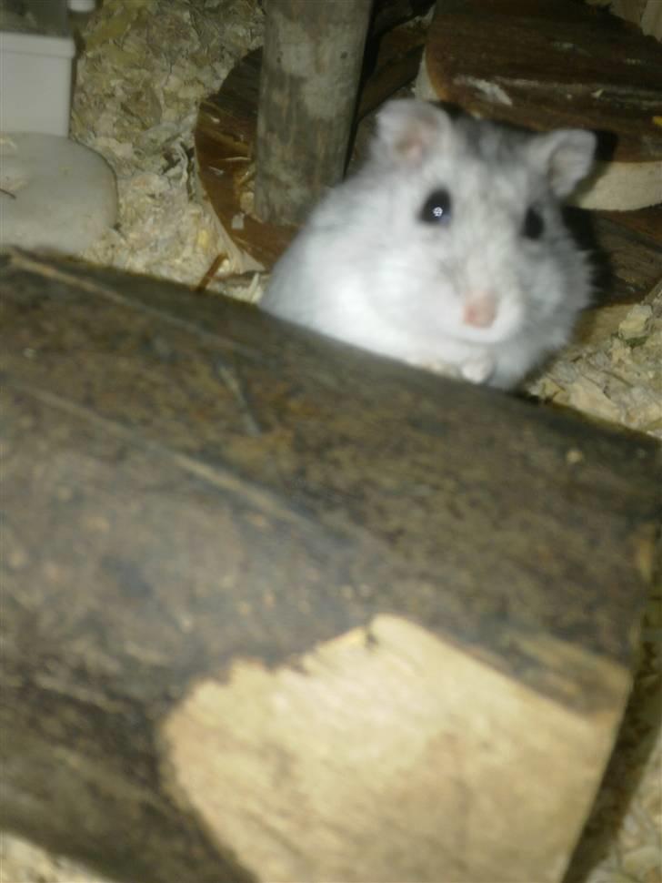 Dværghamster Dinnes  billede 1