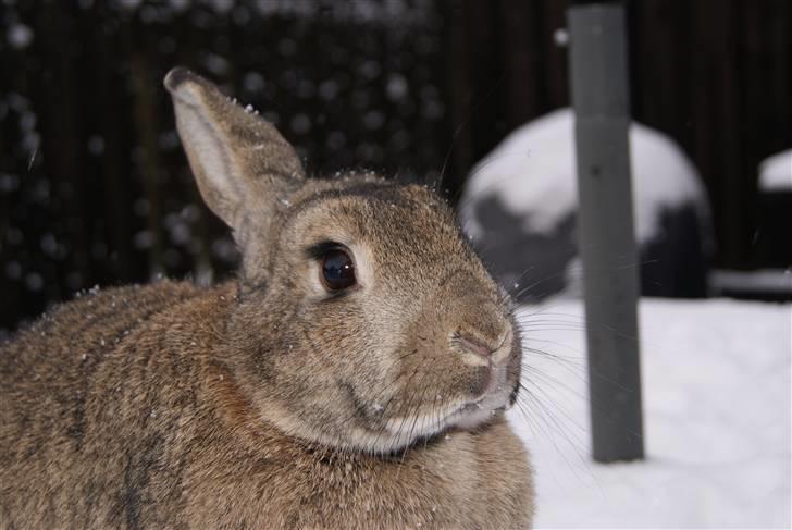 Kanin Ninus - øjestenen ude i sne´en.  billede 8