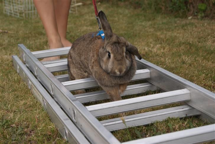 Kanin Ninus - Ninsen hopper stie... billede 9