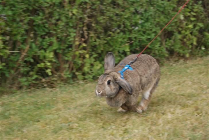 Kanin Ninus - Der er intet bedre at komme en tur ud i det blå :-D Foto: C-Terp billede 10