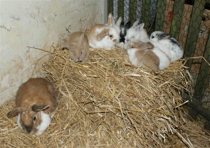 Kanin | Ziggy's Ronja R.I.P. - Ronja med hendes andet kuld på hele 8 unger! :) billede 5