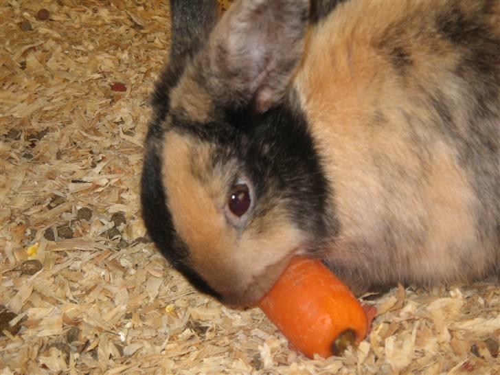 Kanin Stella billede 1