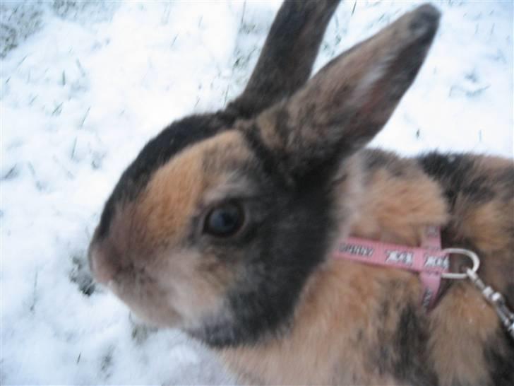 Kanin Stella billede 3