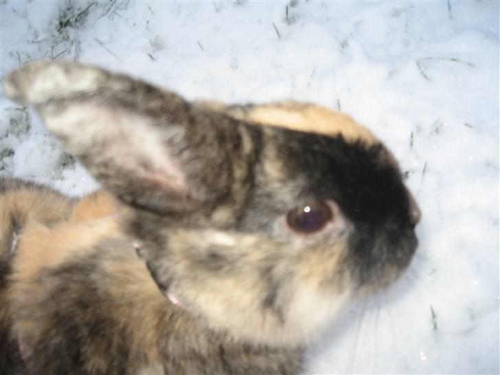 Kanin Stella billede 5