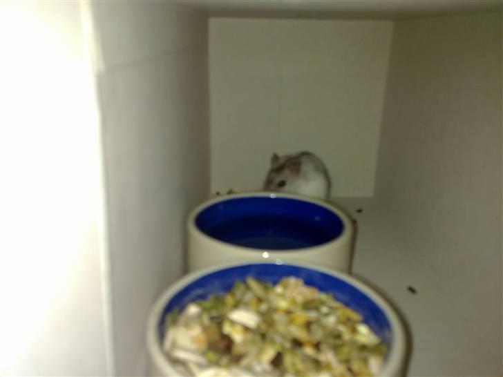 Dværghamster Dinnes  - Da vi fik den lille hjem (: billede 2