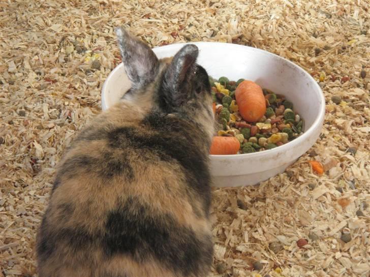 Kanin Stella billede 6