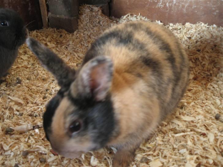 Kanin Stella billede 7