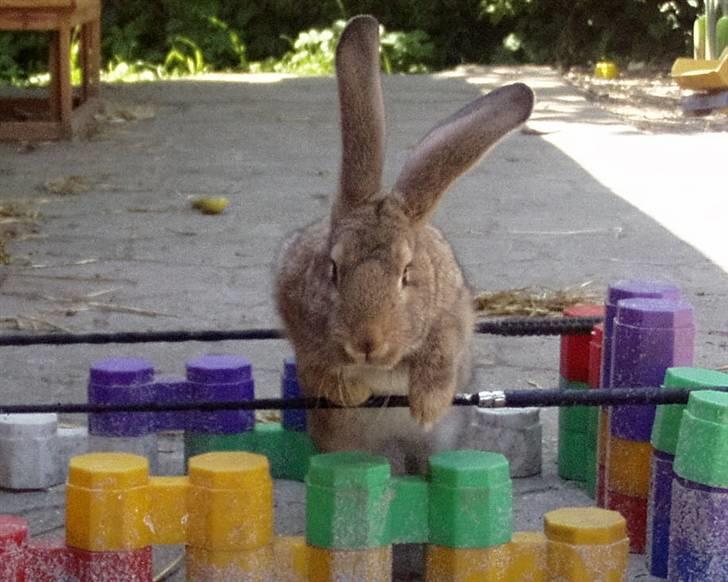 Kanin Kenya billede 1