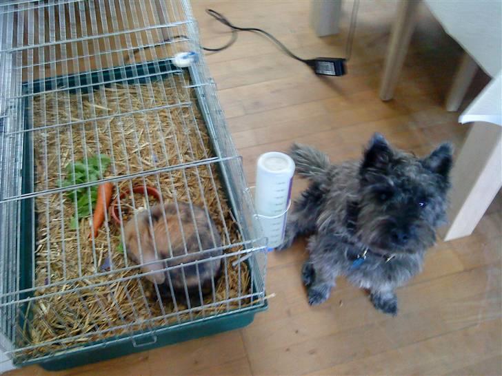 Kanin Kejser R.I.P. billede 12