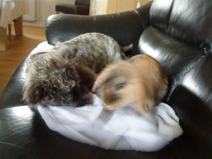 Kanin Kejser R.I.P. billede 13