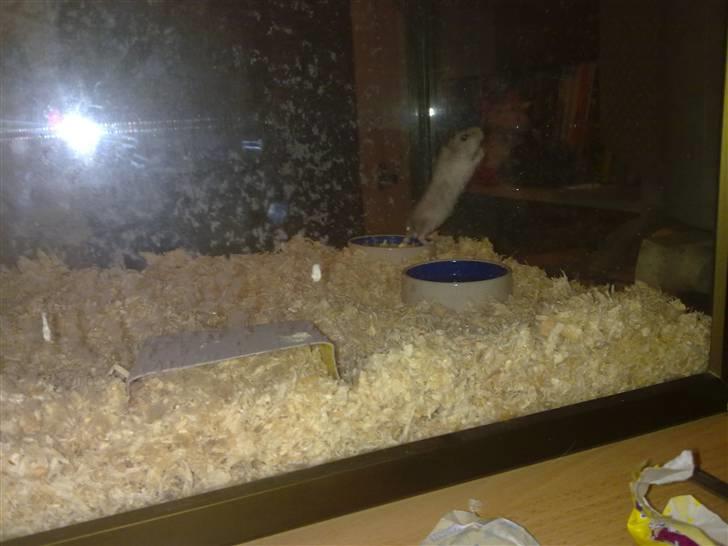 Dværghamster Dinnes  billede 3