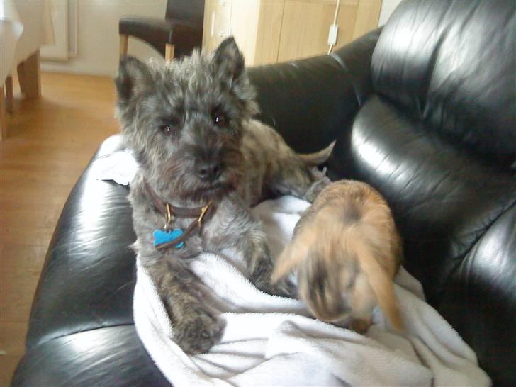 Kanin Kejser R.I.P. billede 14