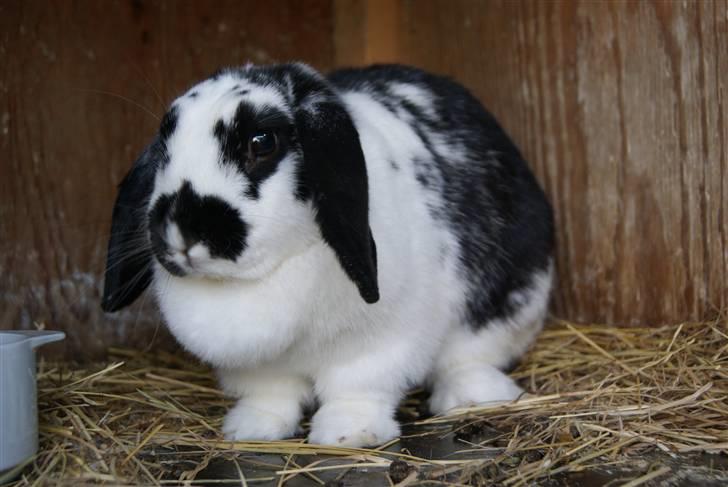 Kanin DV. Nala Cubala - Smukke !!!!!!!!!!!!!!!!!! jeg elsker dig !!!! billede 1