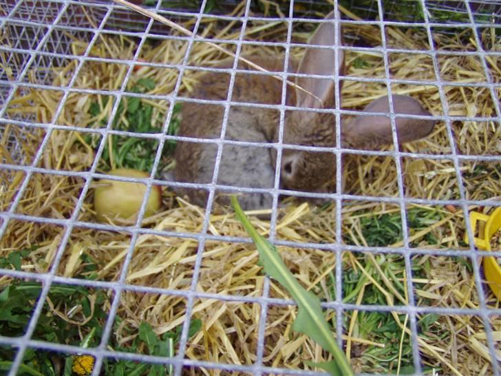 Kanin Kenya billede 2