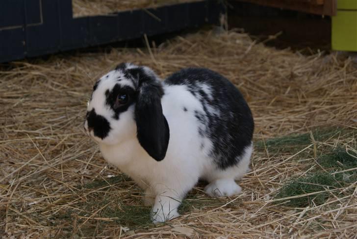 Kanin DV. Nala Cubala - Smukke skatt <3 elsker det her billed billede 2