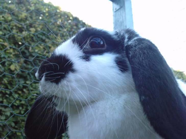 Kanin DV. Nala Cubala - You beautyfull billede 3