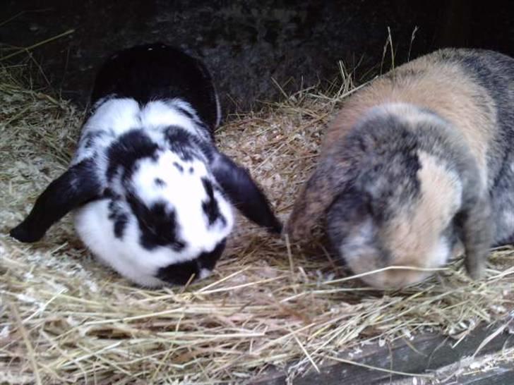 Kanin DV. Nala Cubala - Vi håber snart på unger billede 4