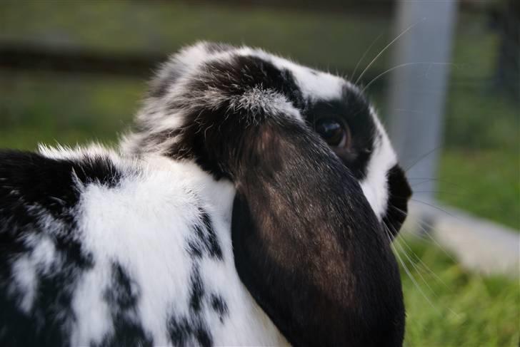 Kanin DV. Nala Cubala - Nala Cubale i egen person xD billede 5