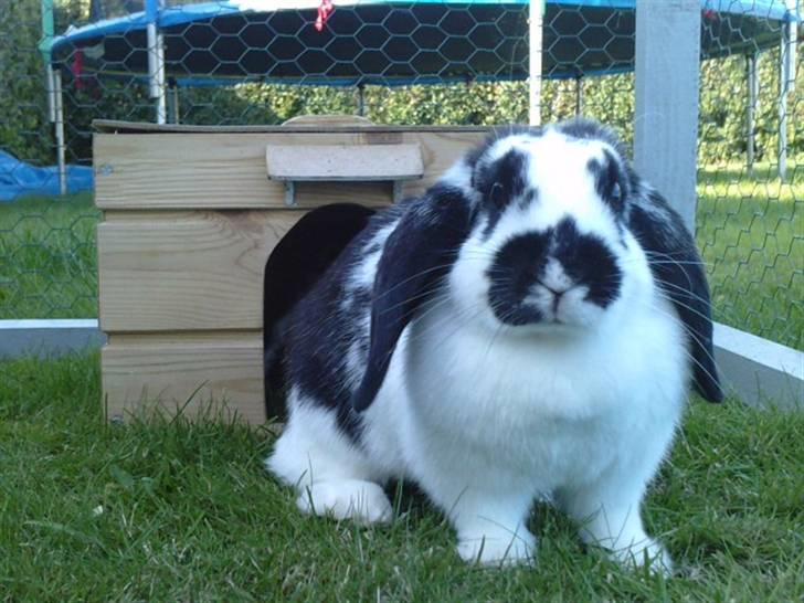 Kanin DV. Nala Cubala - tøzzen på græs billede 6