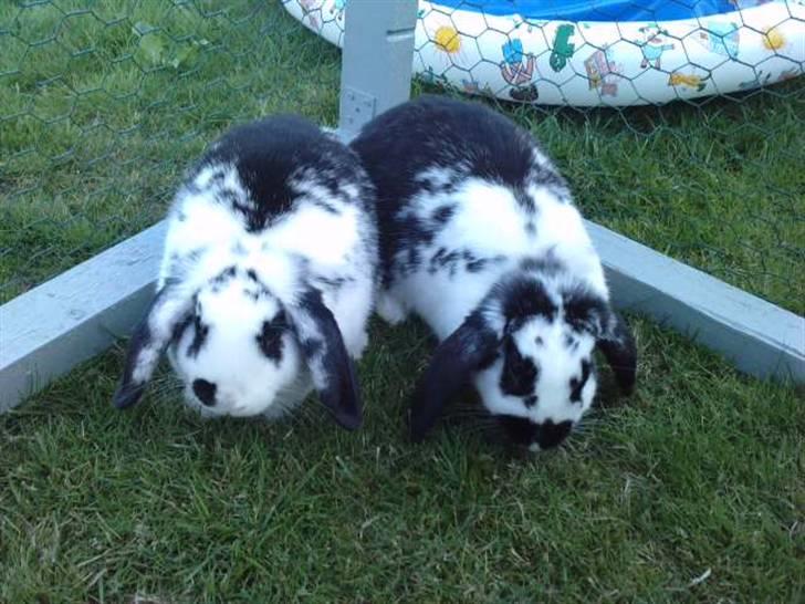 Kanin DV. Nala Cubala - datter og mor (skønt) billede 7