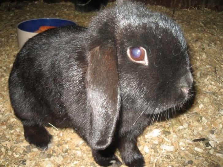 Kanin Pearl billede 1