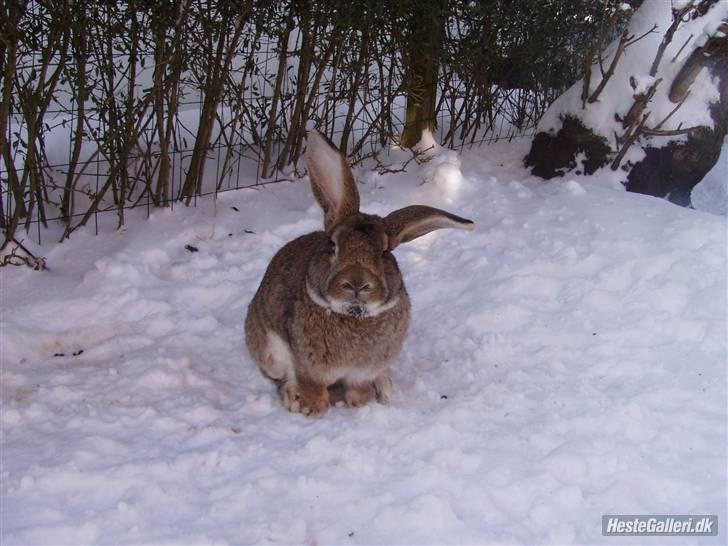 Kanin Kenya billede 3