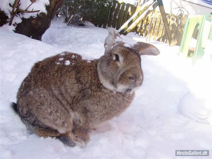 Kanin Kenya billede 4