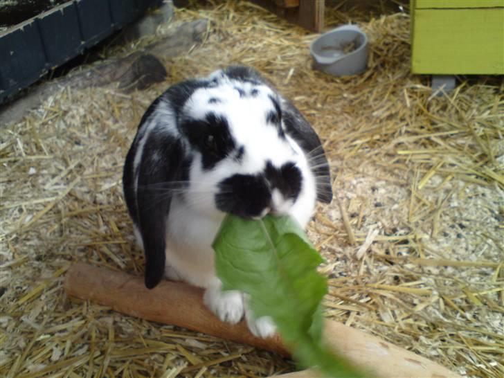 Kanin DV. Nala Cubala - mmmmm. en kæmpe mælkebøtte billede 8