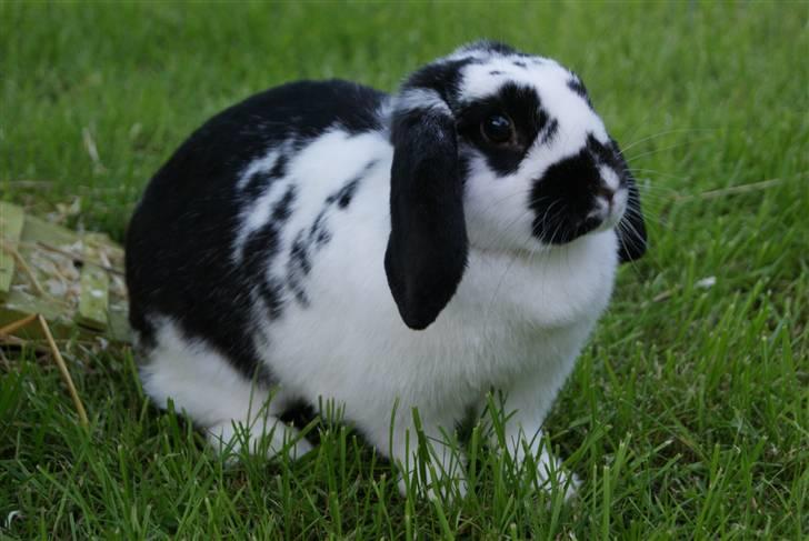 Kanin DV. Nala Cubala - Smukke tøzzen <3 ILY <3 billede 9