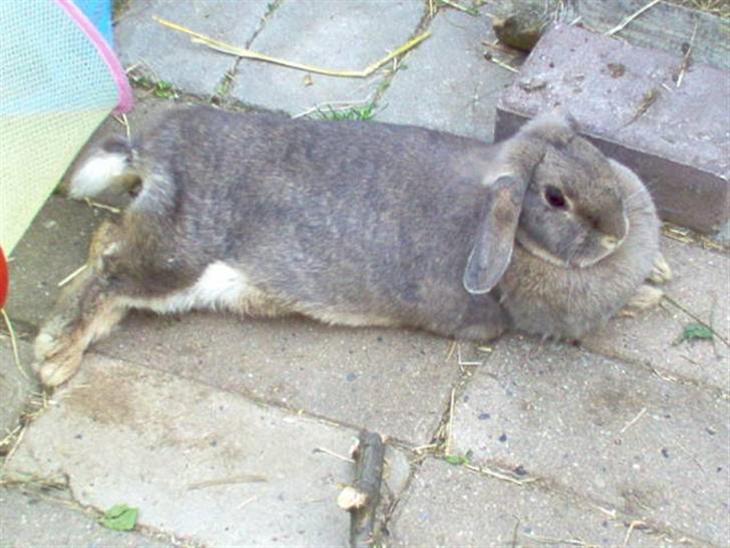 {{currentPhoto.altText}} billede {{currentPhoto.number}}