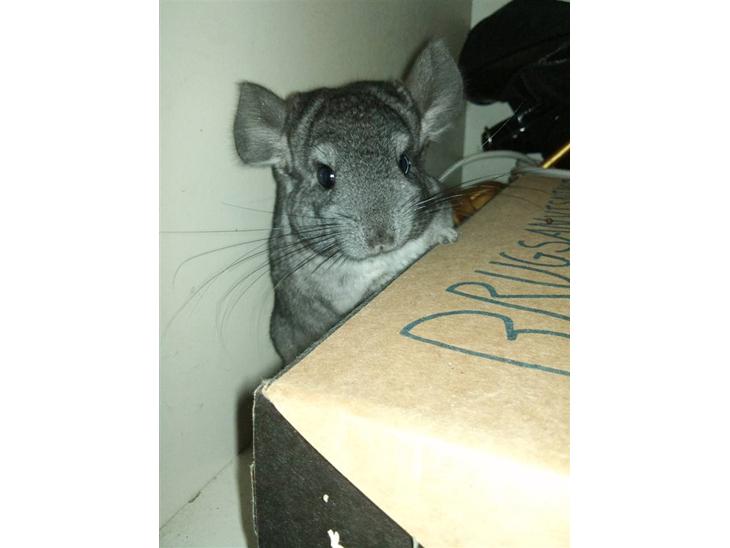 Chinchilla Blobber <3 Solgt - Mors lille Bisse :p billede 1