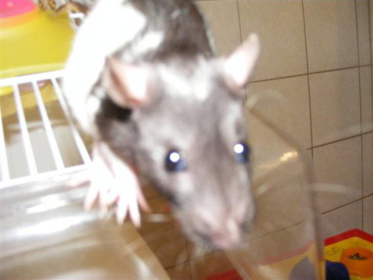 {{currentPhoto.altText}} billede {{currentPhoto.number}}