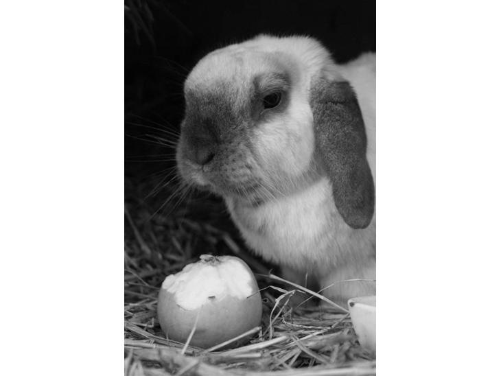 Kanin | Sofus R.I.P. - Hej! Det er så mig, der er Sofus, velkommen til min profil :) billede 1