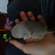 Chinchilla Silas