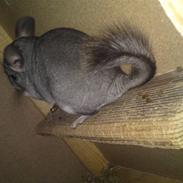 Chinchilla Max